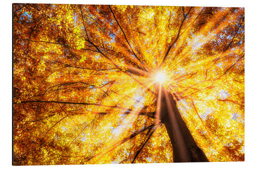 Cuadro de aluminio Bosque en otoño