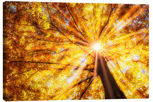 Canvas print Beech forest in autumn