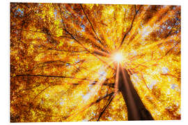 Foam board print Beech forest in autumn