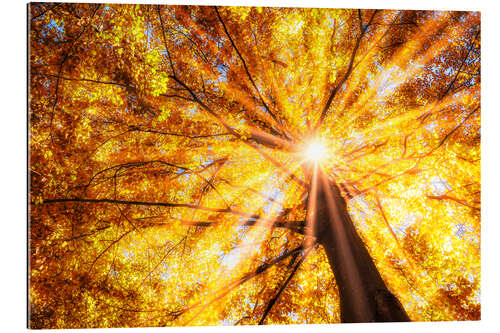 Galleritryk Beech forest in autumn