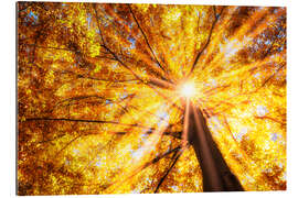 Galleritryk Beech forest in autumn
