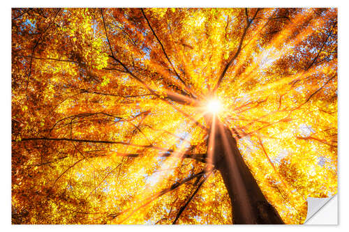 Wall sticker Beech forest in autumn