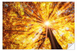 Wall sticker Beech forest in autumn
