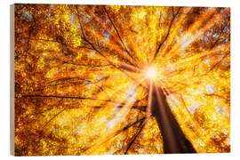 Wood print Beech forest in autumn