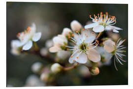 Magnettafel Blütenpracht