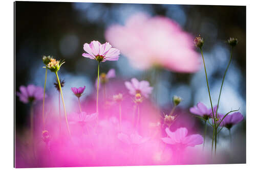 Gallery print Delicate pink flowers