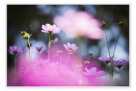 Wall print  Delicate pink flowers - Bob Daalder
