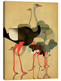 Canvas print Ostriches