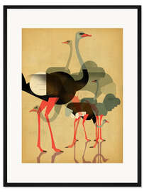 Gerahmter Kunstdruck Strauße
