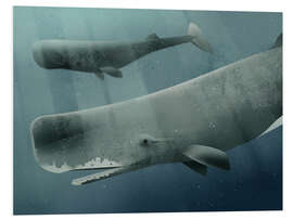 Foam board print 0001 Sperm Whale