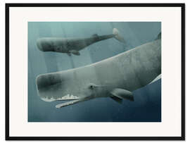 Gerahmter Kunstdruck Pottwal