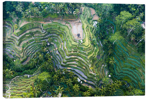 Canvas print Rice terraces of Bali