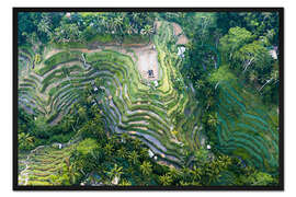 Gerahmter Kunstdruck Reisterrassen von Bali