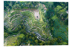 Foam board print Rice terraces of Bali