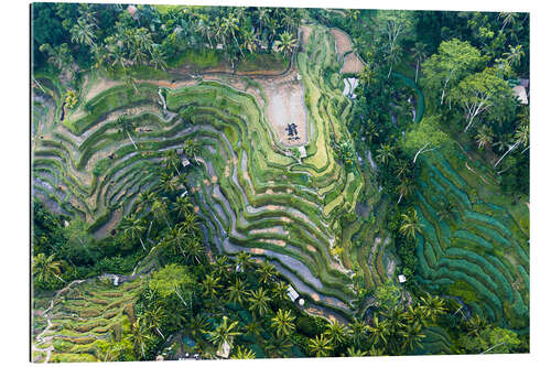 Gallery print Rice terraces of Bali