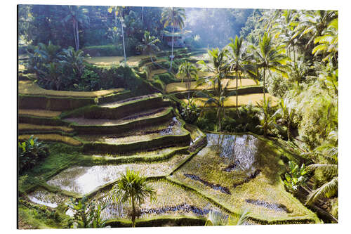 Obraz na aluminium Rice fields in the jungle, Bali