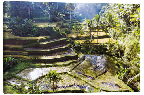 Canvas print Rice fields in the jungle, Bali