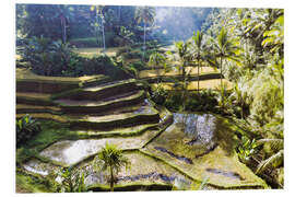 Bilde på skumplate Rice fields in the jungle, Bali