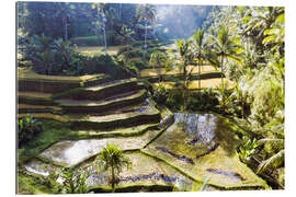 Gallery print Rice fields in the jungle, Bali