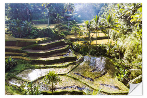 Autocolante decorativo Campos de arroz na selva, Bali