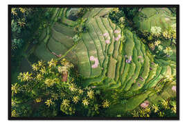 Gerahmter Kunstdruck Reisfeld von oben, Bali