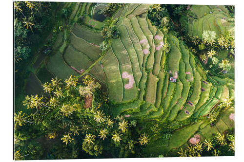 Gallery print Rice field from above, Bali