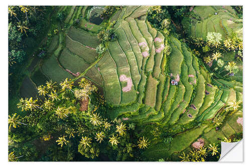 Sisustustarra Rice field from above, Bali