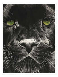 Poster  Panthers face - Rose Corcoran