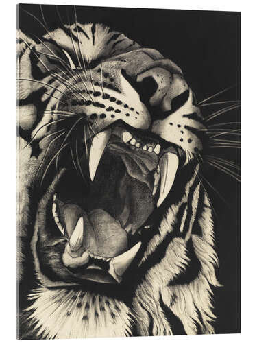 Acrylglasbild Knurrender Tiger