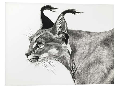 Aluminium print Caracal in the wind