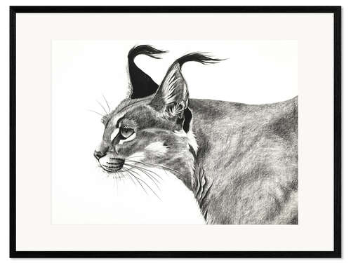 Kehystetty taidepainatus Caracal in the wind