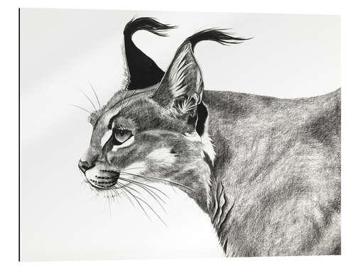 Gallery print Caracal in the wind