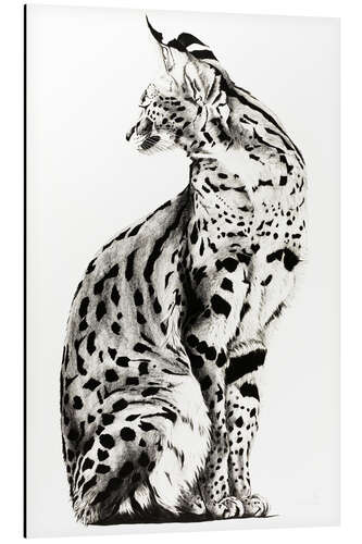 Aluminium print Looking back Serval