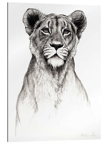 Gallery print Attentive lioness