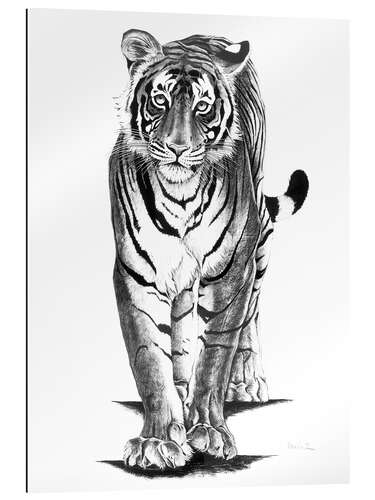 Gallery print Curious Tiger