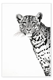Poster Spähender Leopard