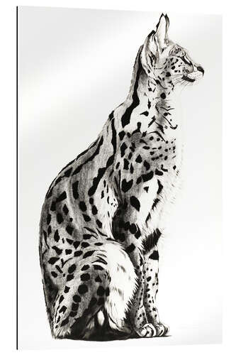 Gallery print Serval