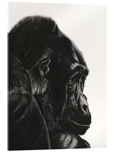 Acrylic print Gorilla Portrait II