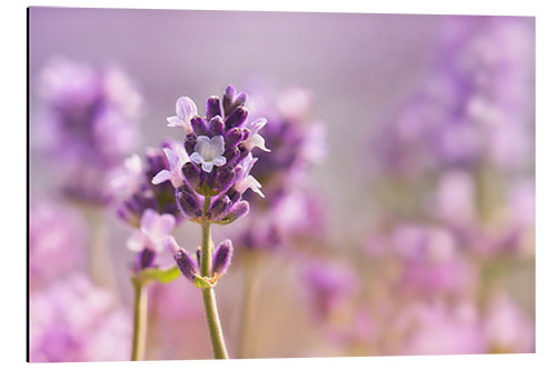 Alubild Schöner Lavendel