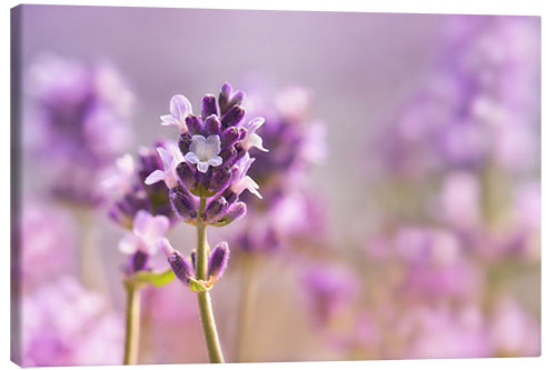 Canvas print Beautiful lavender