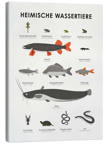 Obraz na płótnie Native aquatic animals (German)