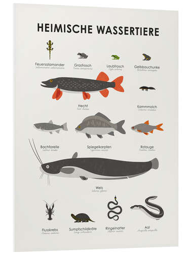 Foam board print Native aquatic animals (German)