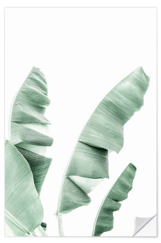 Wall sticker Banana Leaves