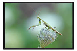 Gerahmter Kunstdruck Gottesanbeterin