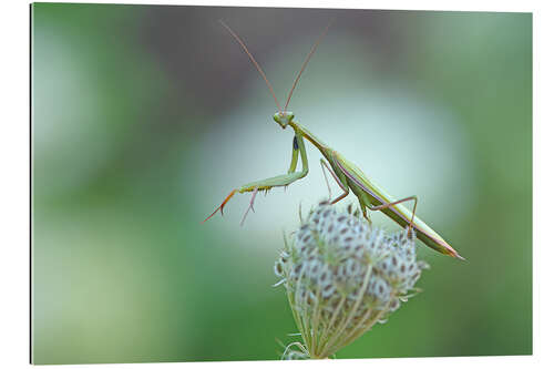 Gallery print Mantis