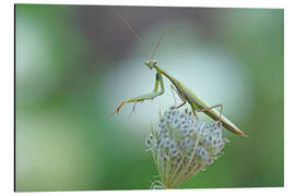 Magnettafel Gottesanbeterin