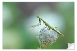 Selvklebende plakat Mantis