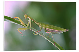 Aluminium print Beautiful praying mantis