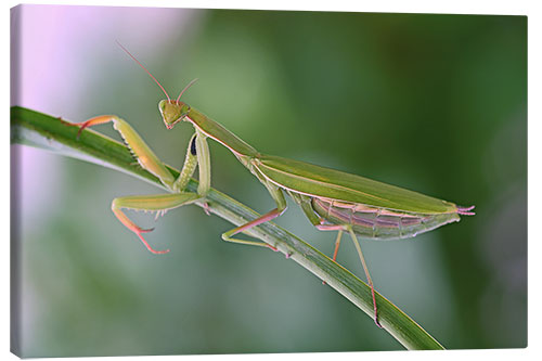Canvas print Beautiful praying mantis