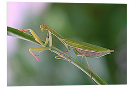 Foam board print Beautiful mantis